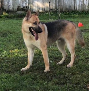 German Shepherd Rescue of Southeastern Pennsylvania